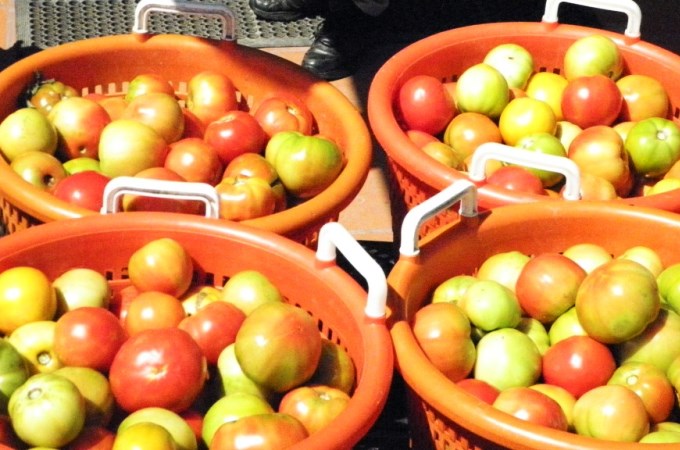 Tomato Harvest